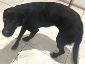 Cachorro raça Labrador  idade 1 ano nome Gumball