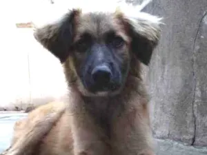 Cachorro raça Srd idade 2 a 6 meses nome Sem  nome