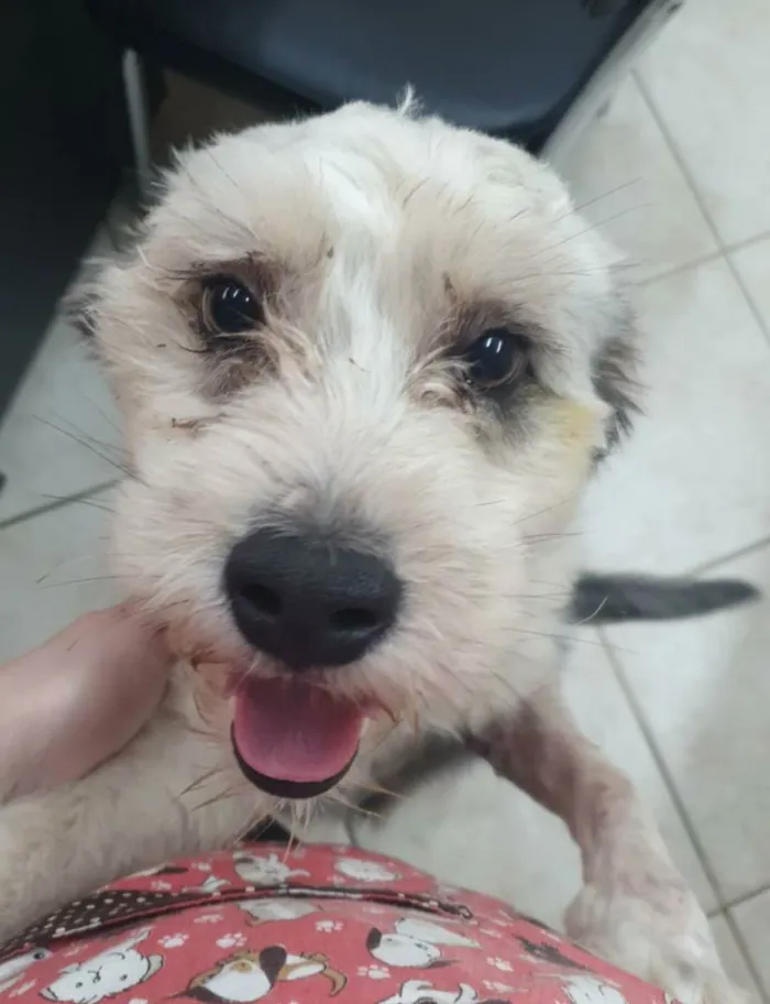 Cachorro raça  idade 2 anos nome Mark