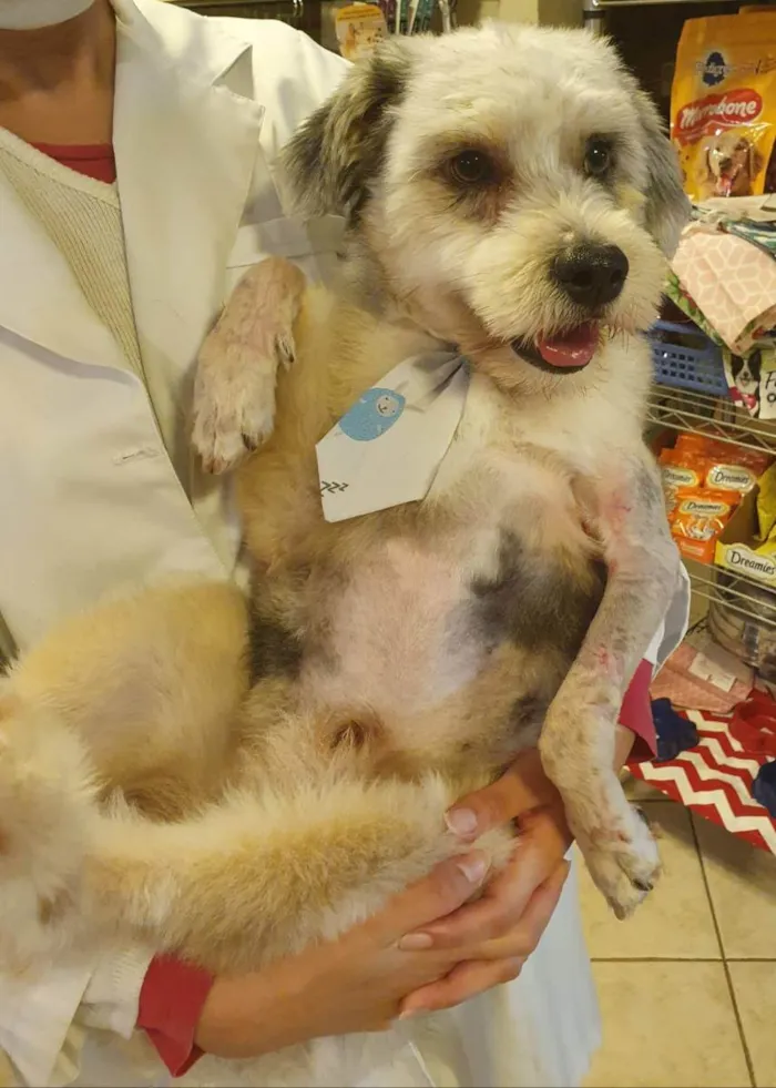 Cachorro raça  idade 2 anos nome Mark