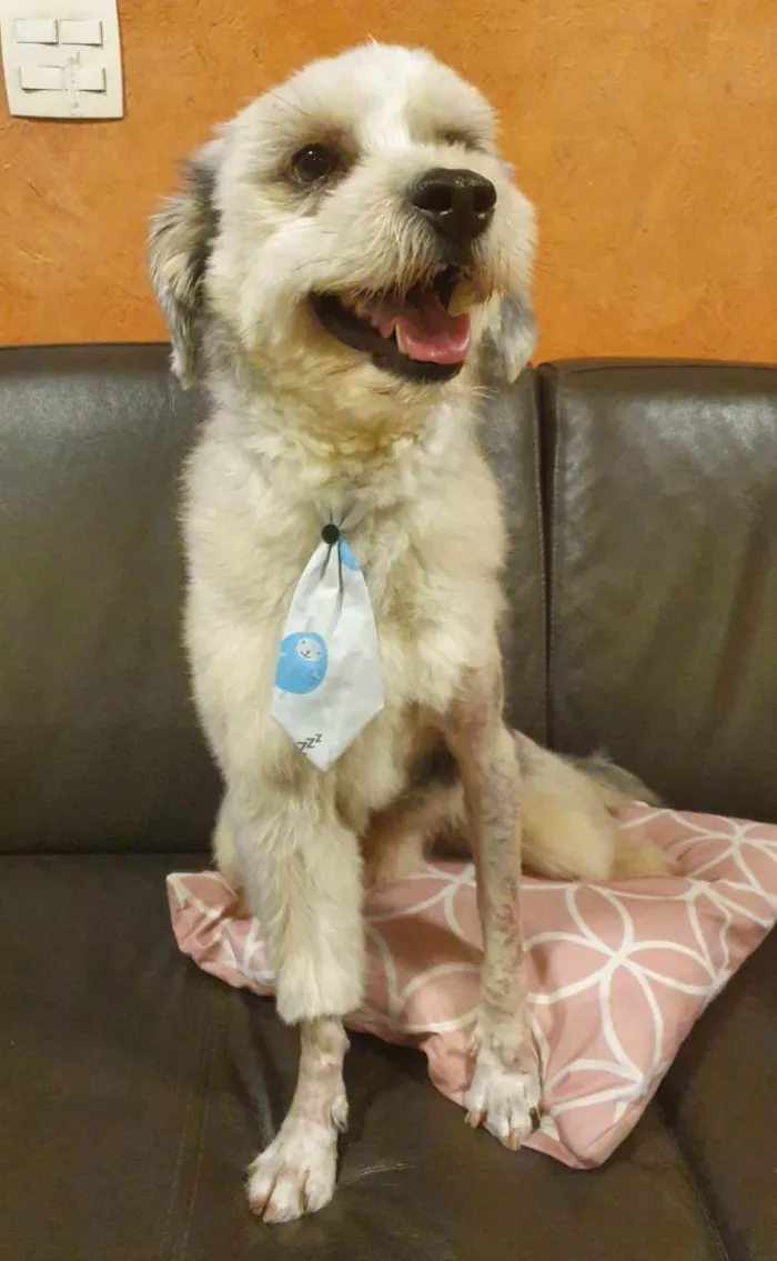 Cachorro raça  idade 2 anos nome Mark