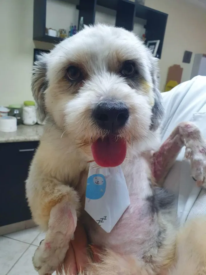 Cachorro raça  idade 2 anos nome Mark