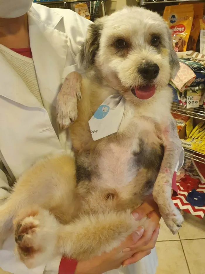 Cachorro raça  idade 2 anos nome Mark