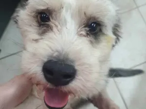 Cachorro raça  idade 2 anos nome Mark
