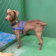 Cachorro raça SRD idade 1 ano nome Fifi