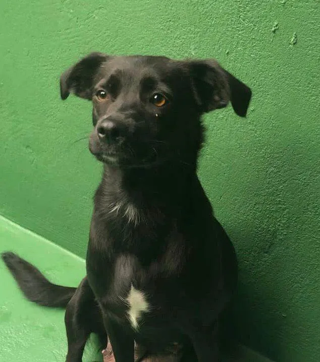 Cachorro raça SRD idade 1 ano nome Alcione