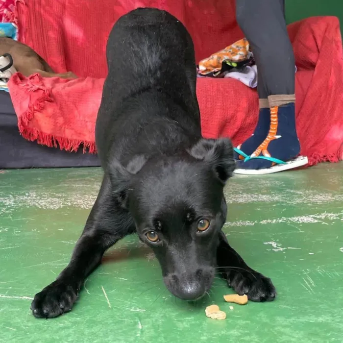 Cachorro raça SRD idade 1 ano nome Alcione