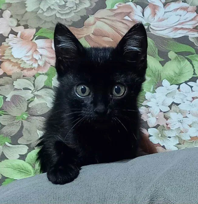 Gato ra a SRD idade Abaixo de 2 meses nome Pretinha