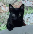Pretinha