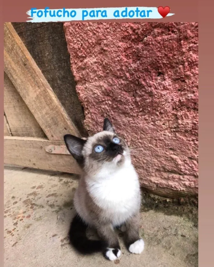 Gato raça srd idade 2 a 6 meses nome Fofucho