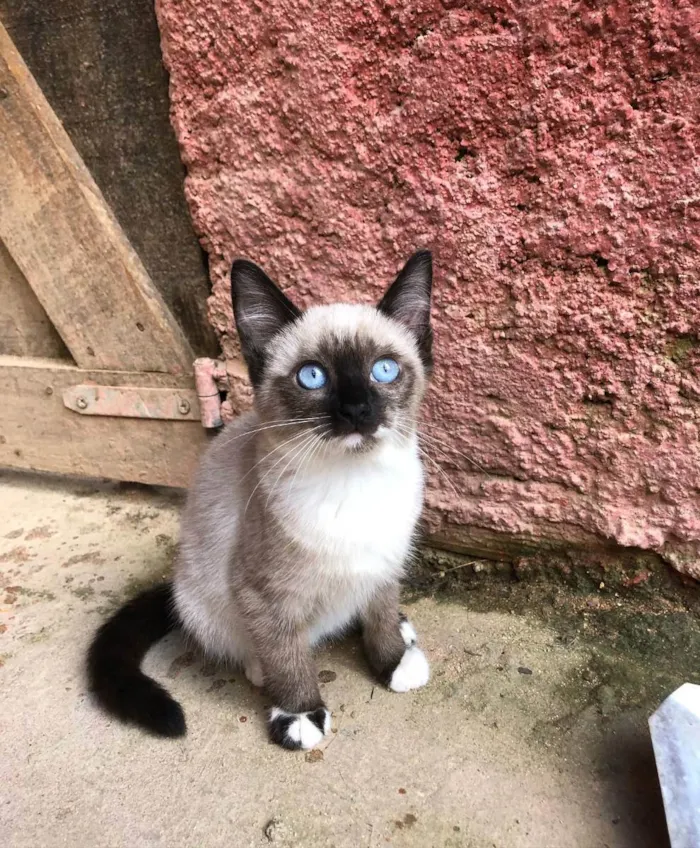 Gato raça srd idade 2 a 6 meses nome Fofucho