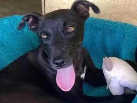 Cachorro raça  Srd idade 1 ano nome Felicinha