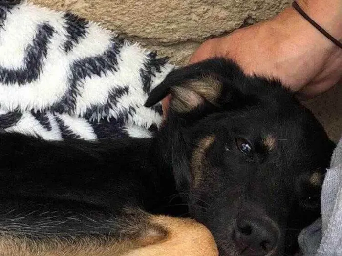 Cachorro raça  Srd idade 7 a 11 meses nome Amora