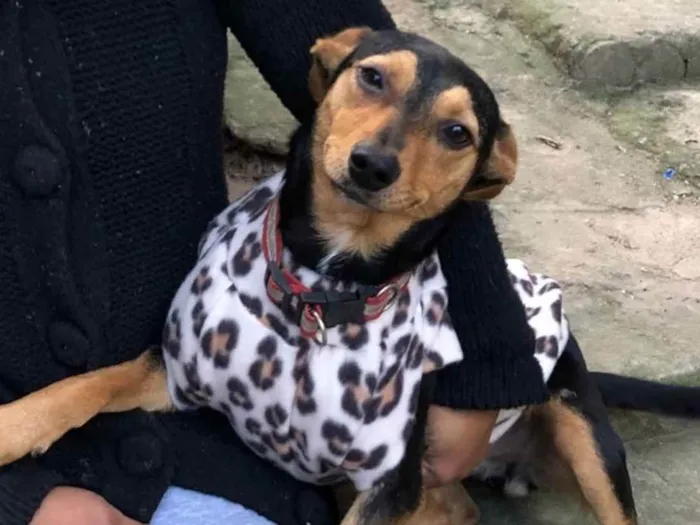 Cachorro raça  Srd idade 1 ano nome Kiara