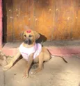 Cachorro raça  Srd idade 2 a 6 meses nome Paçoca