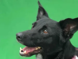Cachorro raça Srd idade 1 ano nome Hanna