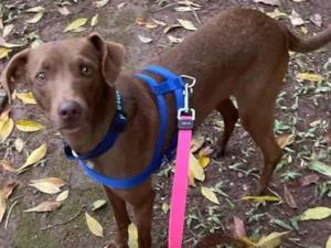Cachorro raça SRD idade 1 ano nome Fifi