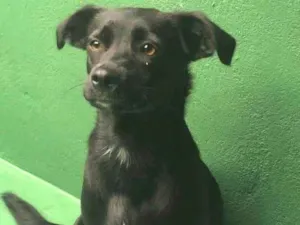 Cachorro raça SRD idade 1 ano nome Alcione