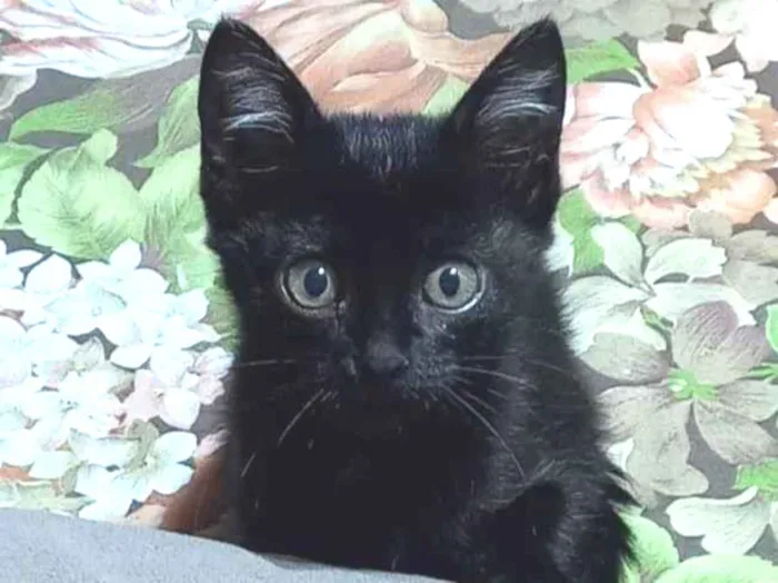 Gato ra a SRD idade Abaixo de 2 meses nome Pretinha