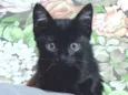 Pretinha