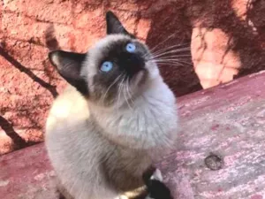 Gato raça srd idade 2 a 6 meses nome Fofucho