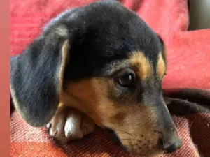 Cachorro raça  Srd idade 2 a 6 meses nome Bruce
