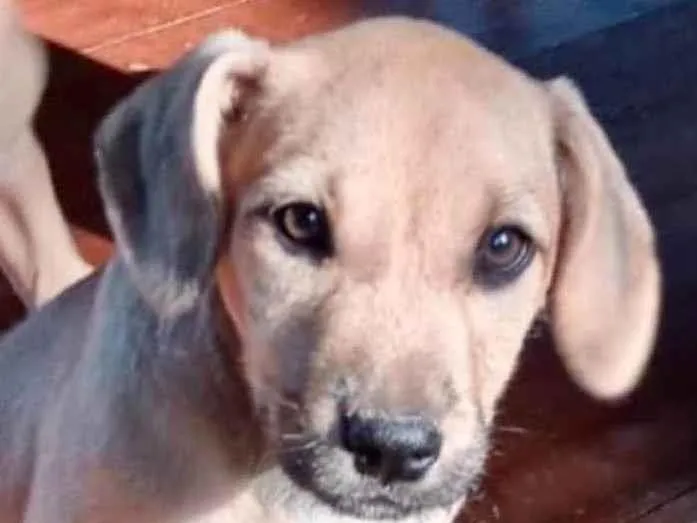 Cachorro raça  Srd idade 2 a 6 meses nome Teddy