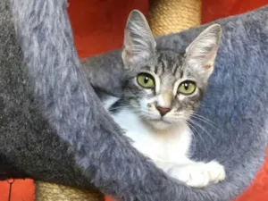 Gato raça  Srd idade 2 a 6 meses nome Kim