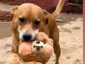 Cachorro raça srd idade  nome Lady