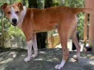 Cachorro raça  Srd idade 1 ano nome Dog