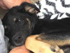 Cachorro raça  Srd idade 7 a 11 meses nome Amora