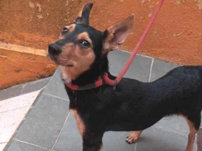 Cachorro raça  Srd idade 1 ano nome Kiara