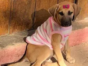 Cachorro raça  Srd idade 2 a 6 meses nome Paçoca