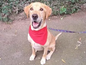 Cachorro raça Srd idade 1 ano nome Scooby