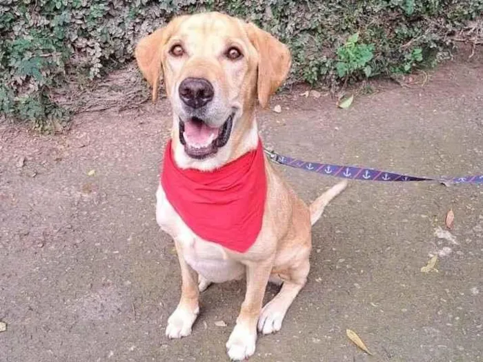 Cachorro raça Srd idade 1 ano nome Scooby