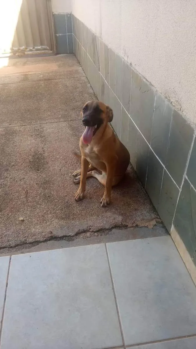 Cachorro ra a Vira Latas idade 7 a 11 meses nome Nina