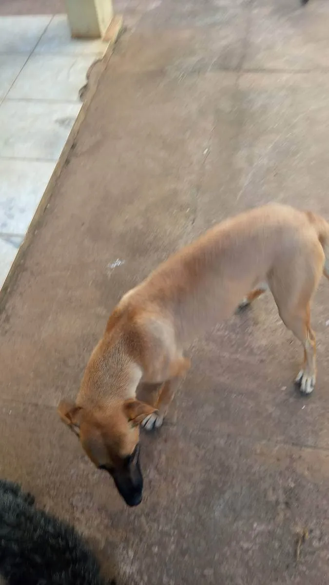 Cachorro ra a Vira Latas idade 7 a 11 meses nome Nina