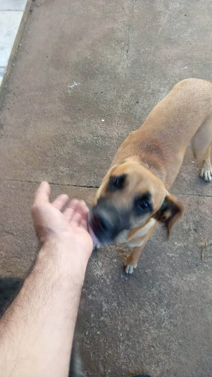 Cachorro ra a Vira Latas idade 7 a 11 meses nome Nina