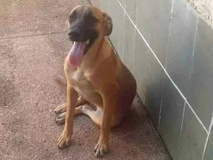 Cachorro ra a Vira Latas idade 7 a 11 meses nome Nina