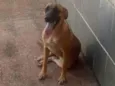 Nina