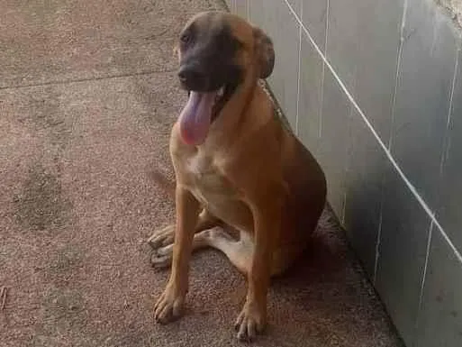 Cachorro ra a Vira Latas idade 7 a 11 meses nome Nina