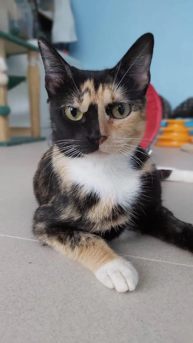 Gato ra a Srd idade 1 ano nome Cookie