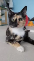 Cookie