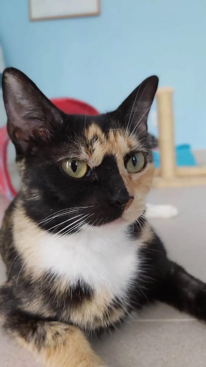 Gato ra a Srd idade 1 ano nome Cookie