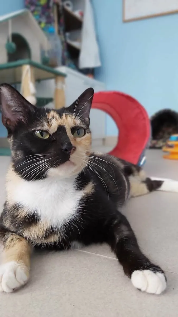 Gato ra a Srd idade 1 ano nome Cookie