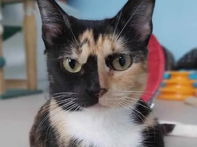 Gato ra a Srd idade 1 ano nome Cookie