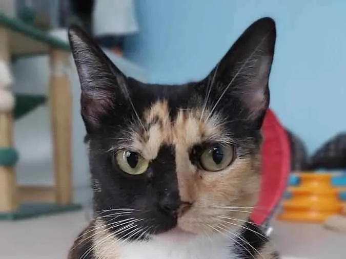 Gato ra a Srd idade 1 ano nome Cookie