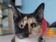 Cookie
