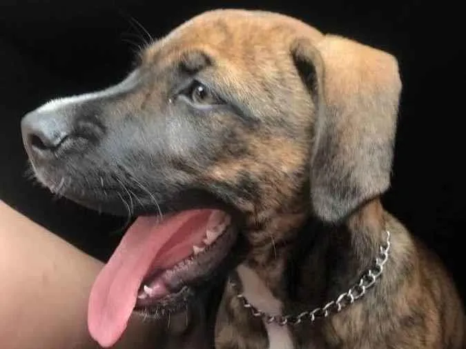 Cachorro ra a Labrador com pitbull idade 7 a 11 meses nome Apollo