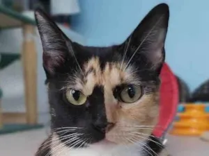 Gato raça Srd idade 1 ano nome Cookie
